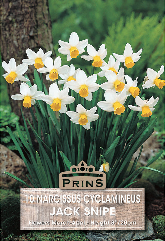 Prins Narcissus Cyclamineus Jack Snipe 10 Pack Bulbs