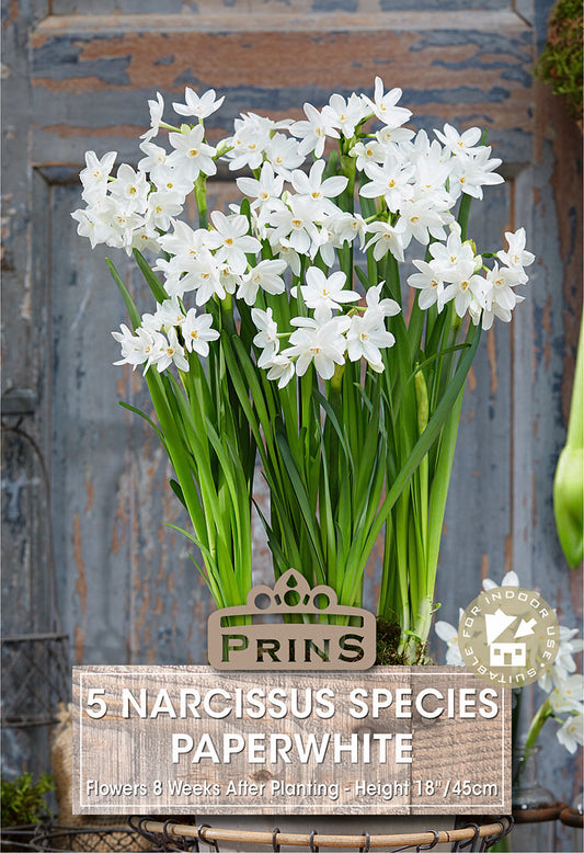 Prins Narcissus Species Paperwhite 5 Pack Bulbs