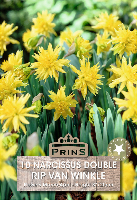 Prins Narcissus Double Rip Van Winkle 10 Pack Bulbs