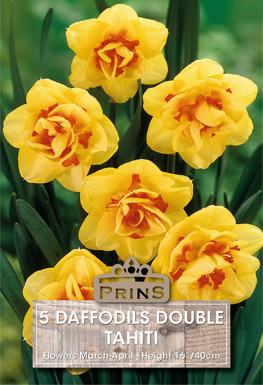 Prins Daffodils Double Tahiti 5 Pack Bulbs