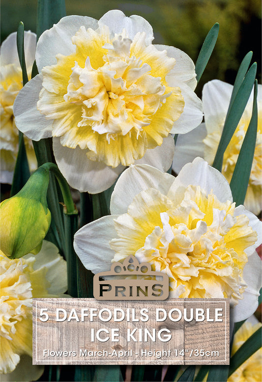 Yellow and white daffodils with 'Prins' branding and product details.