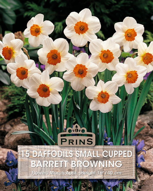 Prins Daffodils Small Cupped Barrett Browning 15 Pack Bulbs