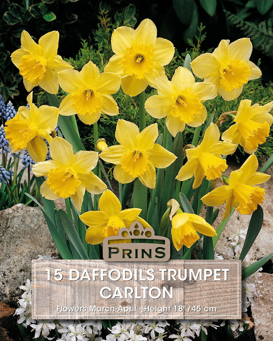 Prins Daffodils Trumpet Carlton 15 Pack Bulbs