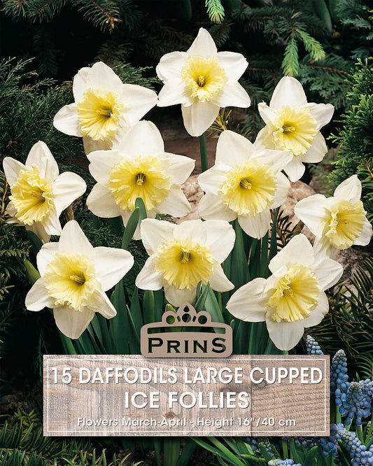 Wreath of yellow daffodils with Prins branding on a green background