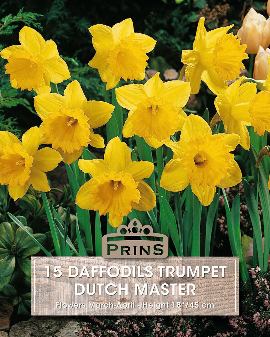 Yellow daffodils with a Prins brand label in a garden setting