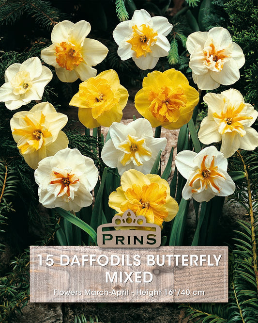 Prins Daffodils Butterfly Mixed 15 Pack Bulbs