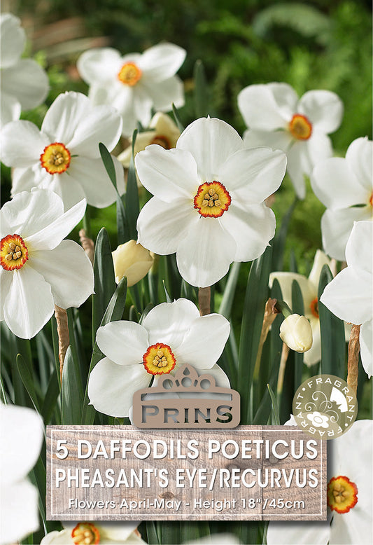 Prins Daffodils Poeticus Pheasant's Eye/Recurvus 5 Pack Bulbs