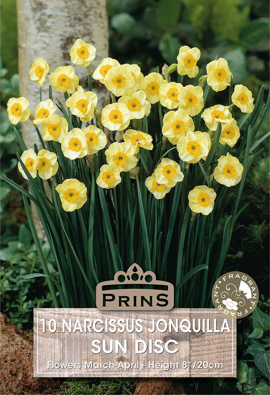 Prins Narcissus Jonquilla Sun Disc 10 Pack Bulbs