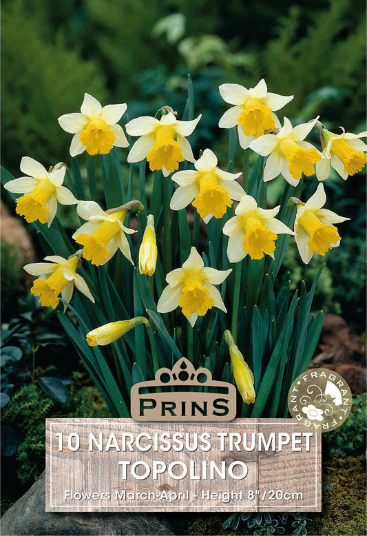 Narcissus Trumpet Topolino flowers with Prins branding and product details.