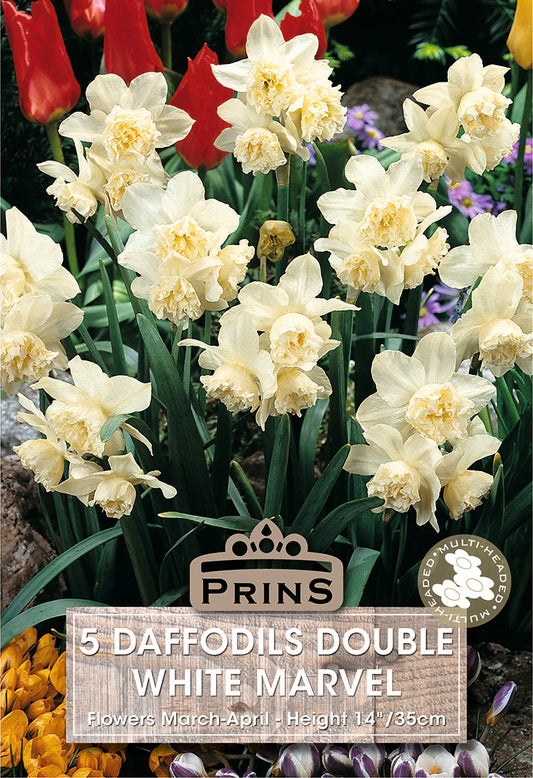 Bunch of white daffodils with a Prins label in the foreground