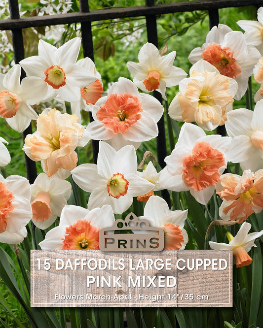Prins Daffodils Large Cupped Pink Mixed 15 Pack Bulbs