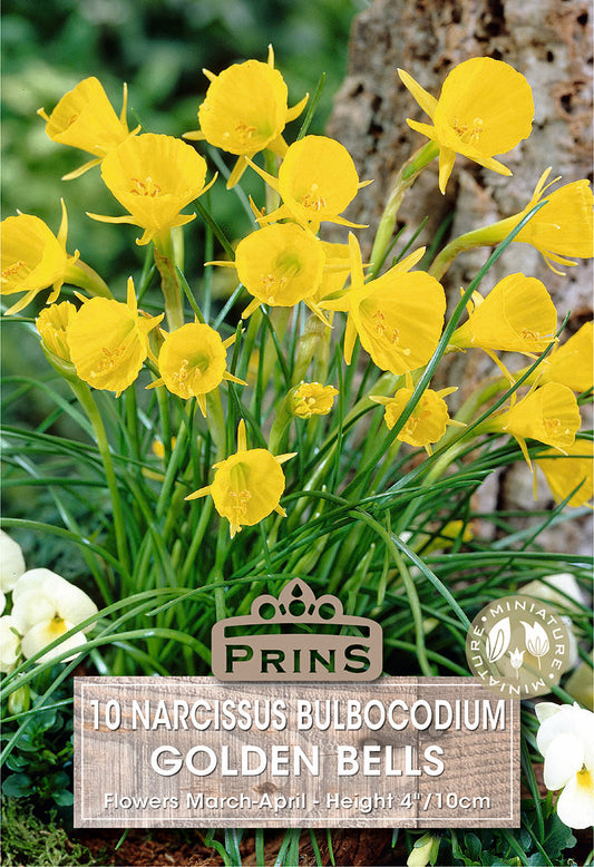 Prins Narcissus Bulbocodium Golden Bells 10 Pack Bulbs