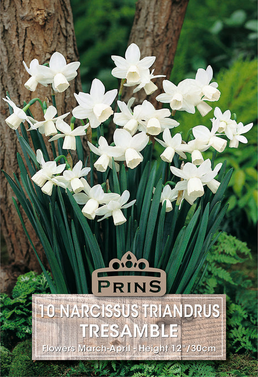 Prins Narcissus Triandrus Tresamble 10 Pack Bulbs