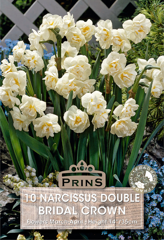 Prins Narcissus Double Bridal Crown 10 Pack Bulbs