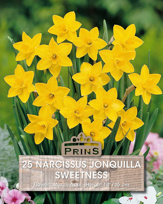 Prins Narcissus Jonquilla Sweetness 25 Pack Bulbs