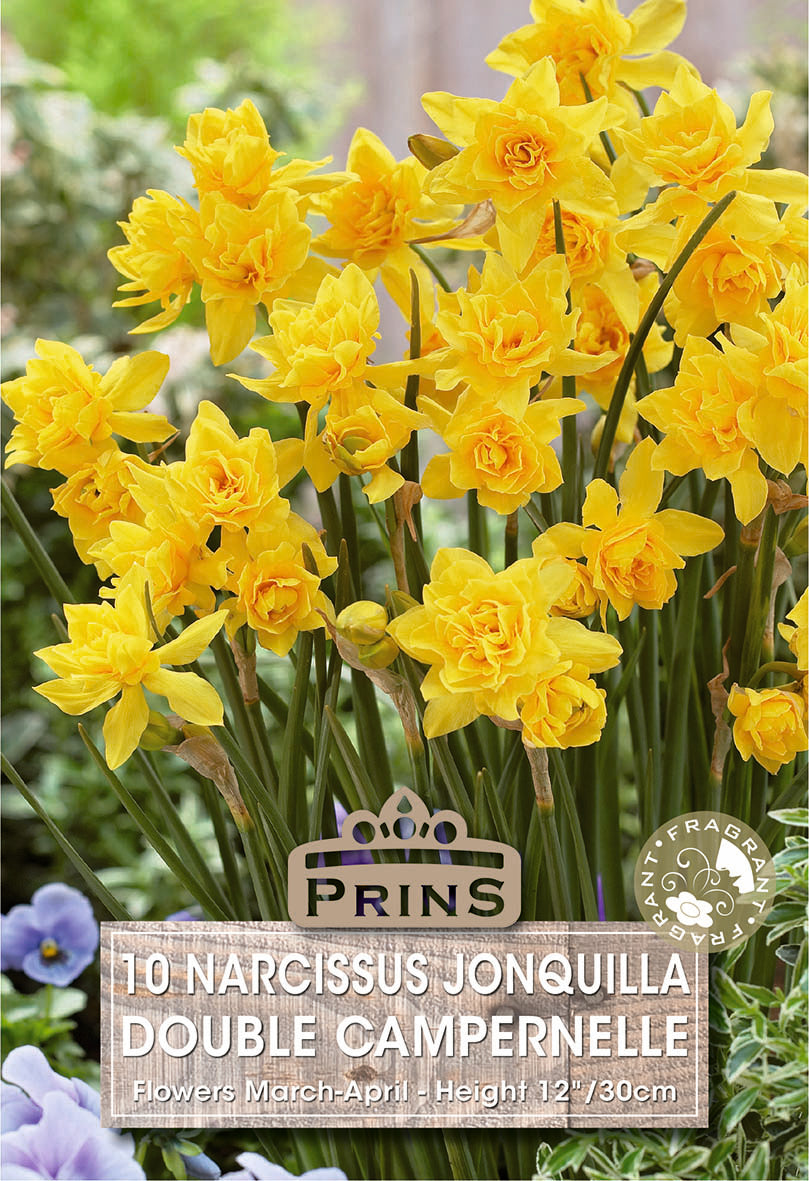 Bouquet of yellow narcissus flowers with a Prins sign in a garden setting