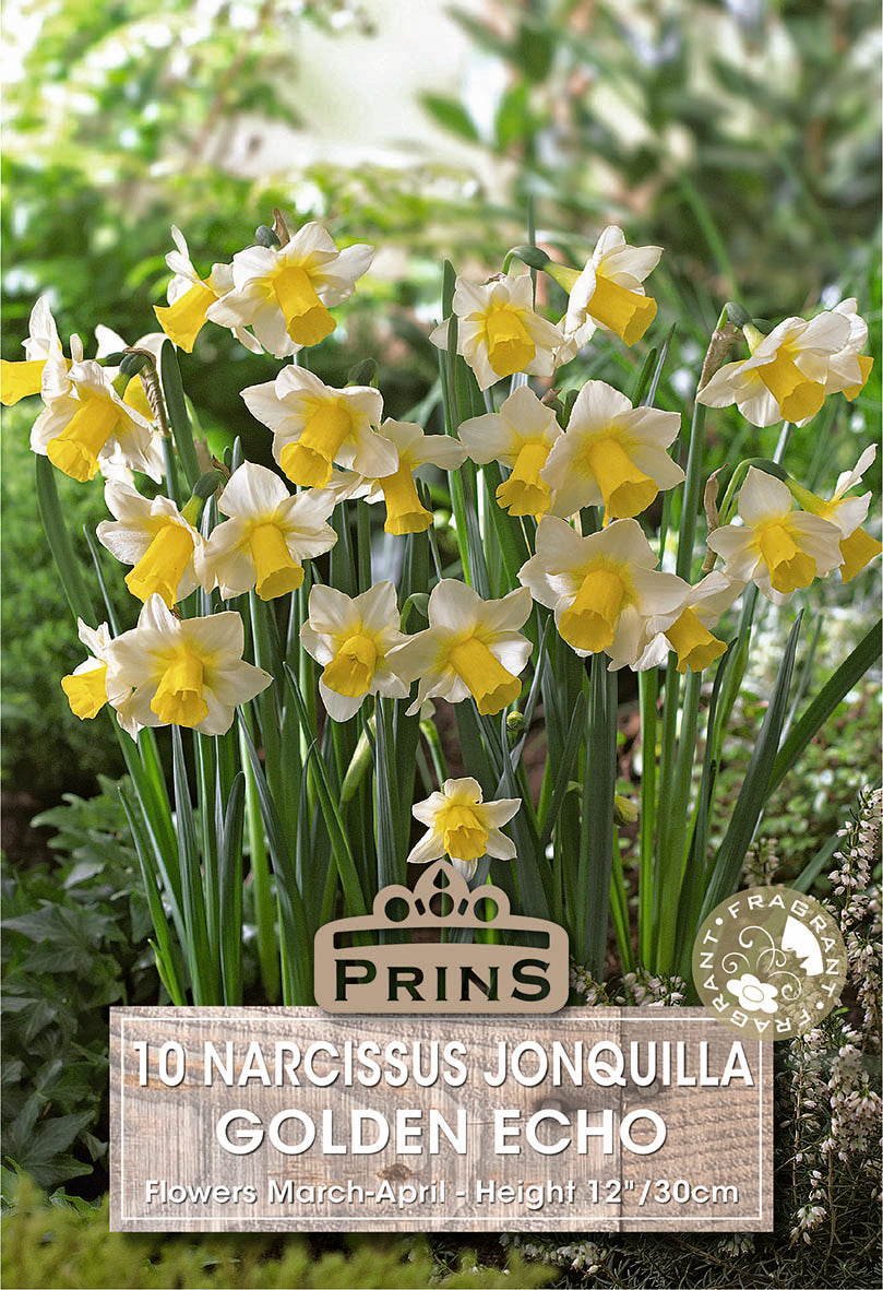 Narcissus Jonquilla Golden Echo flowers with Prins branding on a green background