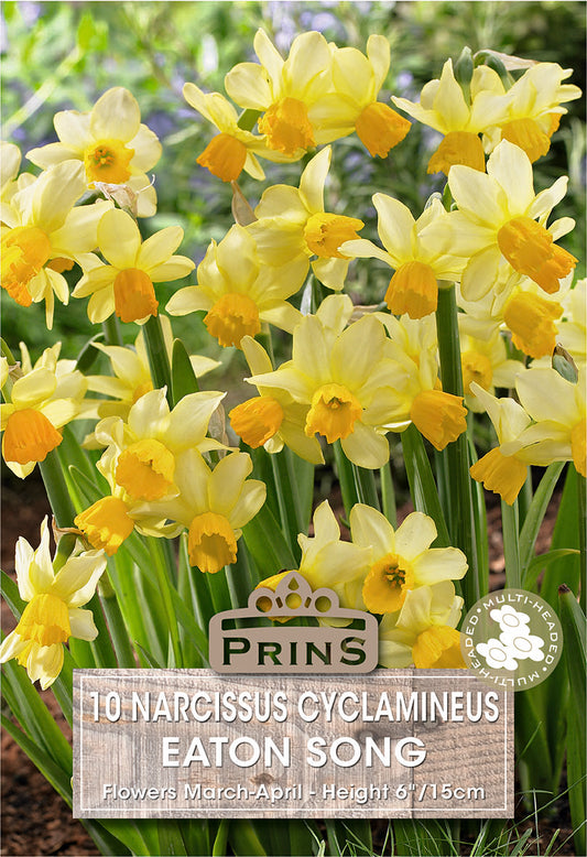 Bouquet of yellow daffodils with a Prins label in the foreground