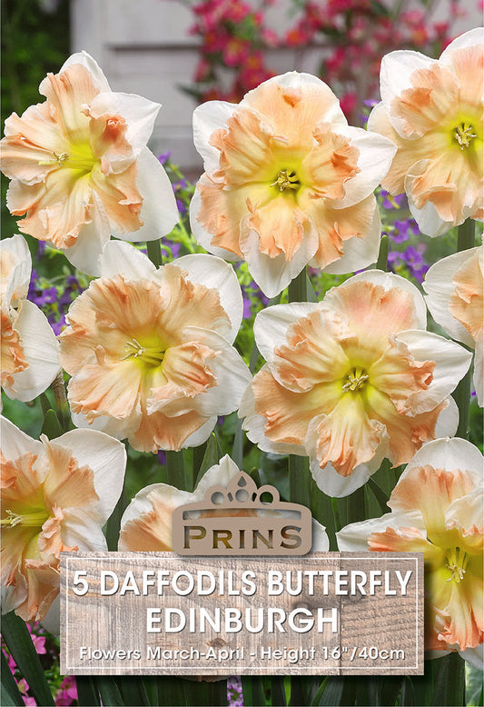 Prins Daffodils Butterfly Edinburgh 5 Pack Bulbs