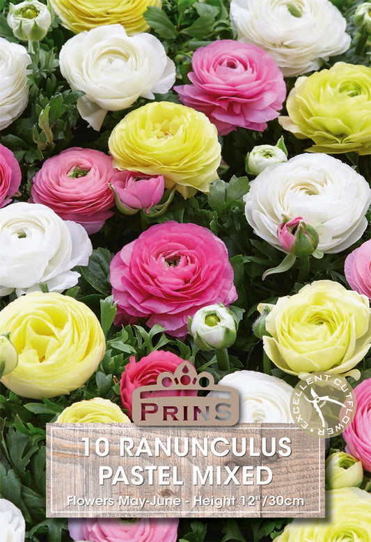 Prins Ranunculus Pastel Mixed 10 Pack Bulbs
