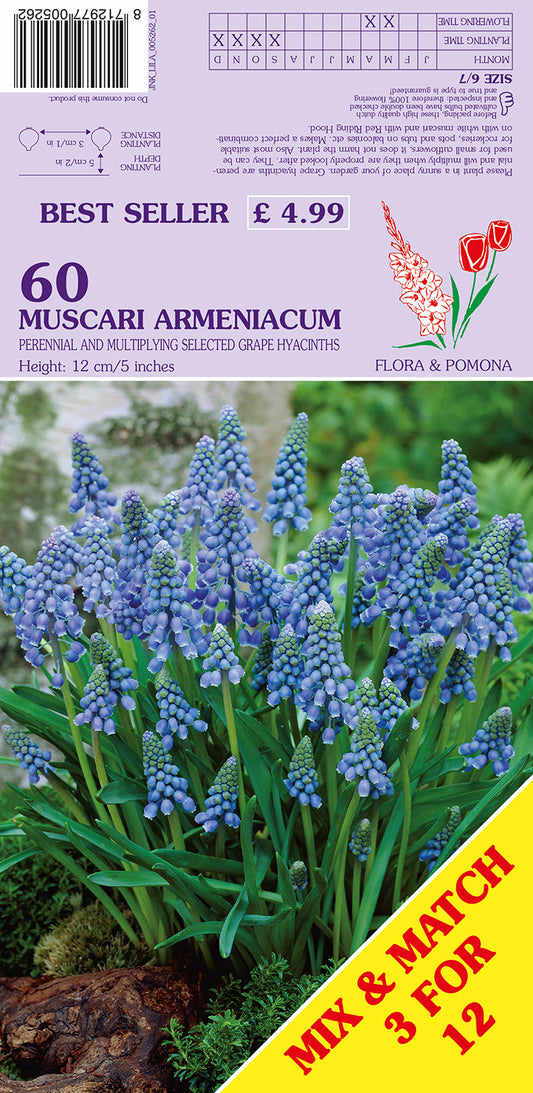 Muscari Amreniacum Perennial and Multiplying Selected Grape Hyacinths 60 Pack Bulbs