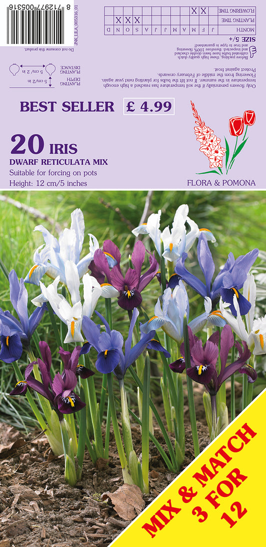 Iris Dwarf Reticulata Mix 20 Pack Bulbs
