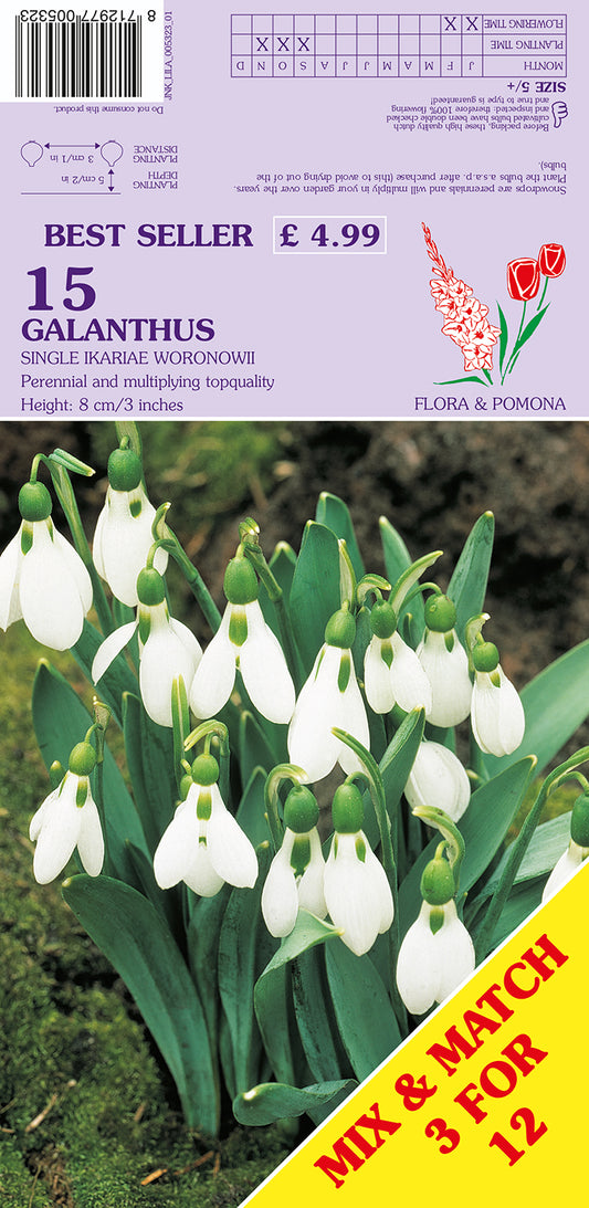 Galanthus Single Ikariae Woronowii Snowdrops 15 Pack Bulbs