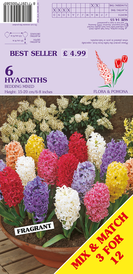 Hyacinths Bedding Mixed 6 Pack Bulbs