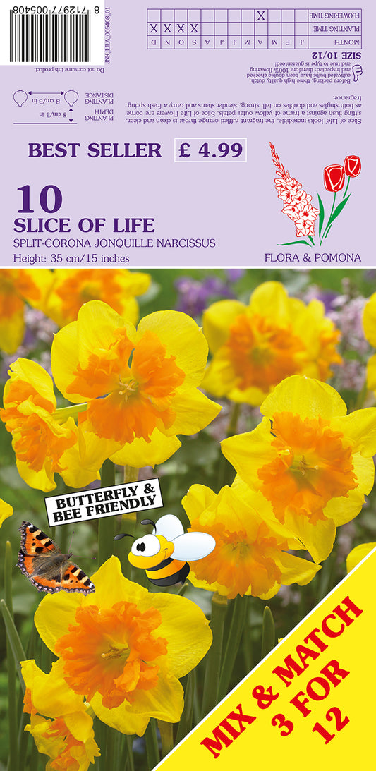 Slice of Life Split-Corona Jonquille Narcissus 10 Pack Bulbs