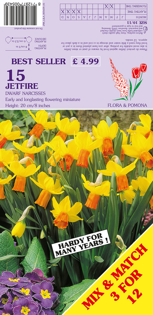 Jetfire Dwarf Narcissus 15 Pack Bulbs