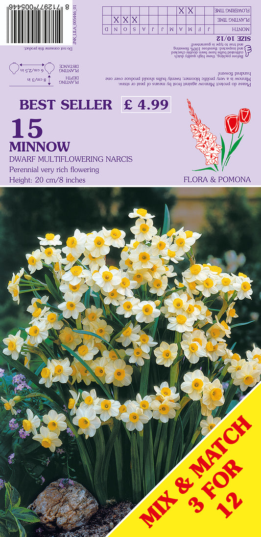 Minnow Dwarf Multiflowering Narcissus 15 Pack Bulbs