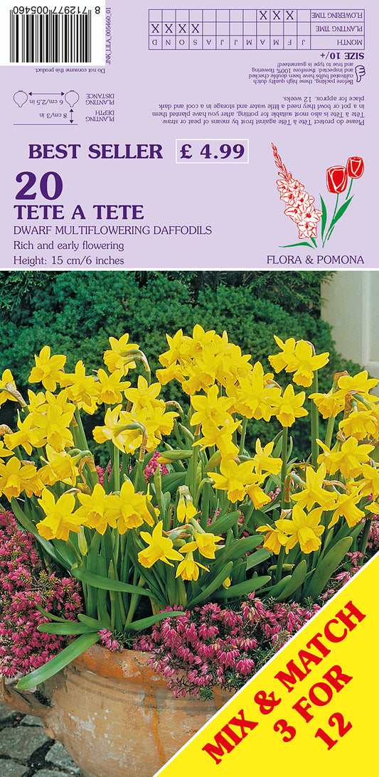 Tete A Tete Dwarf Multiflowering Daffodils 20 Pack Bulbs