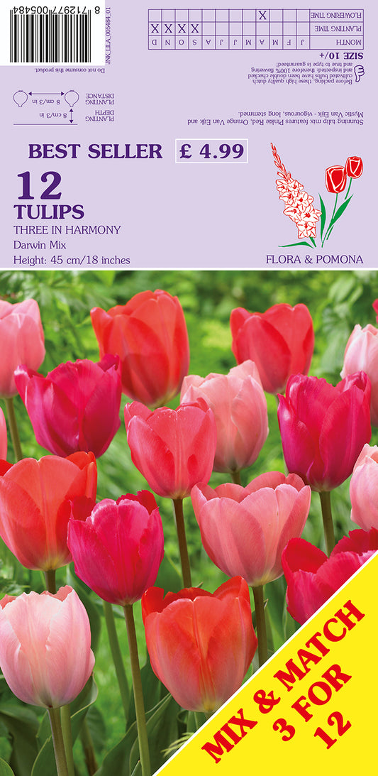 Tulips Three In Harmony Darwin Mix 12 Pack Bulbs