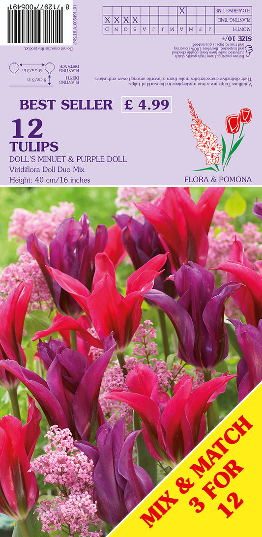 Tulips Doll's Minuet & Purple Doll Viridiflora Doll Duo Mix 12 Pack Bulbs
