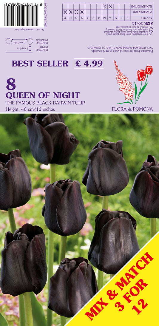 Queen of Night The Famous Black Darwin Tulip 8 Pack Bulbs