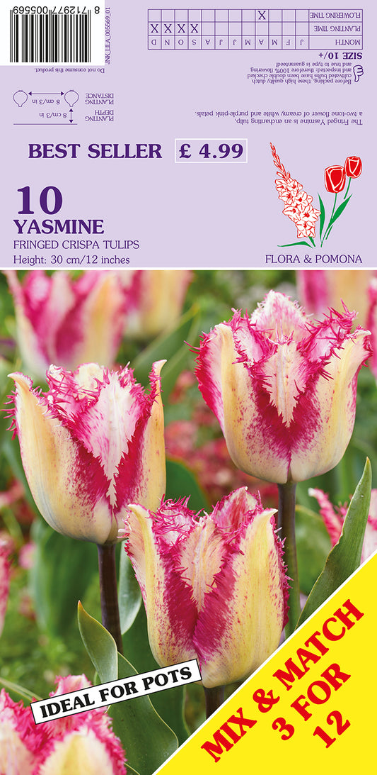 Yasmine Fringed Crispa Tulips 10 Pack Bulbs