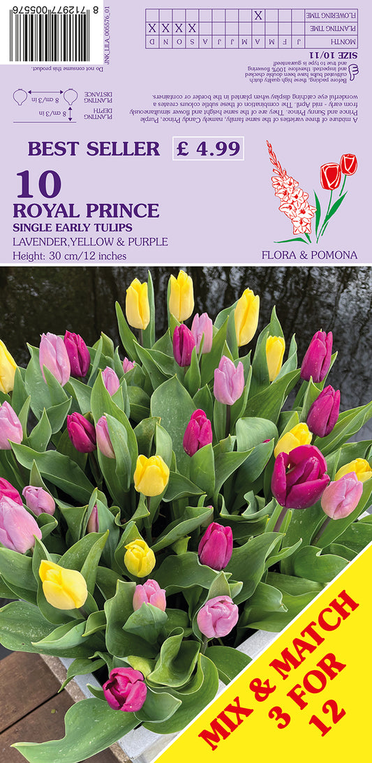 Royal Prince Single Early Tulips 10 Pack Bulbs