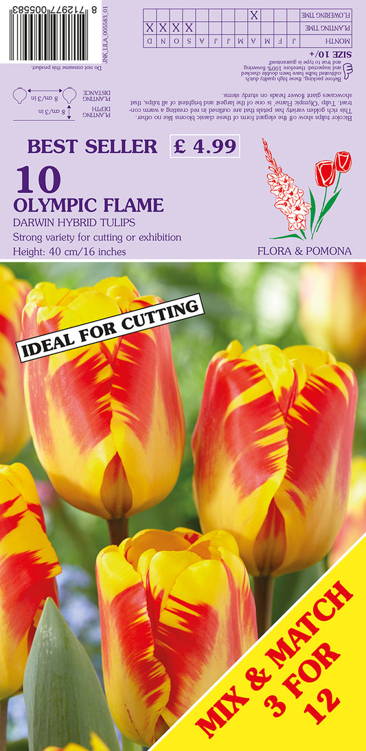 Olympic Flame Darwin Hybrid Tulips 10 Pack Bulbs