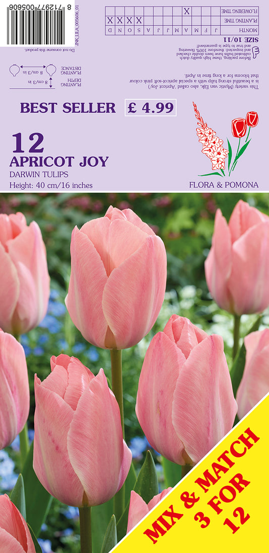 Apricot Joy Darwin Tulips 12 Pack Bulbs