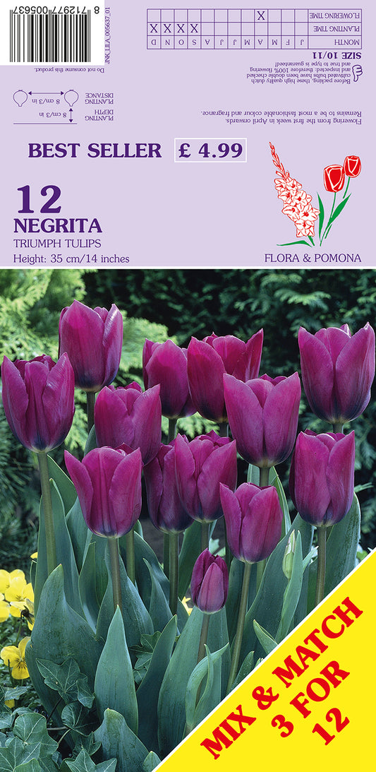 Negrita Triumph Tulips 12 Pack Bulbs