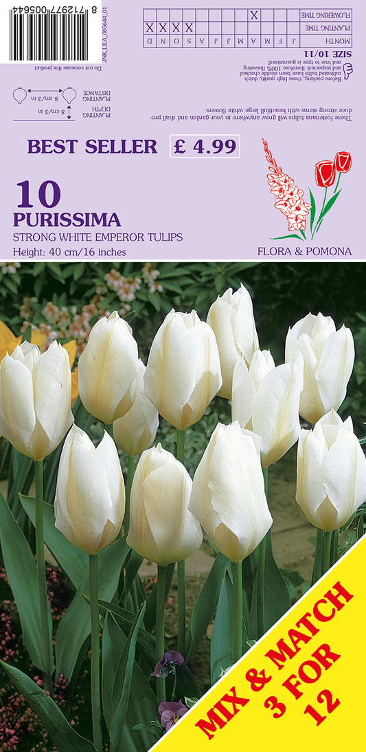 Purissima Strong White Emperor Tulips 10 Pack Bulbs