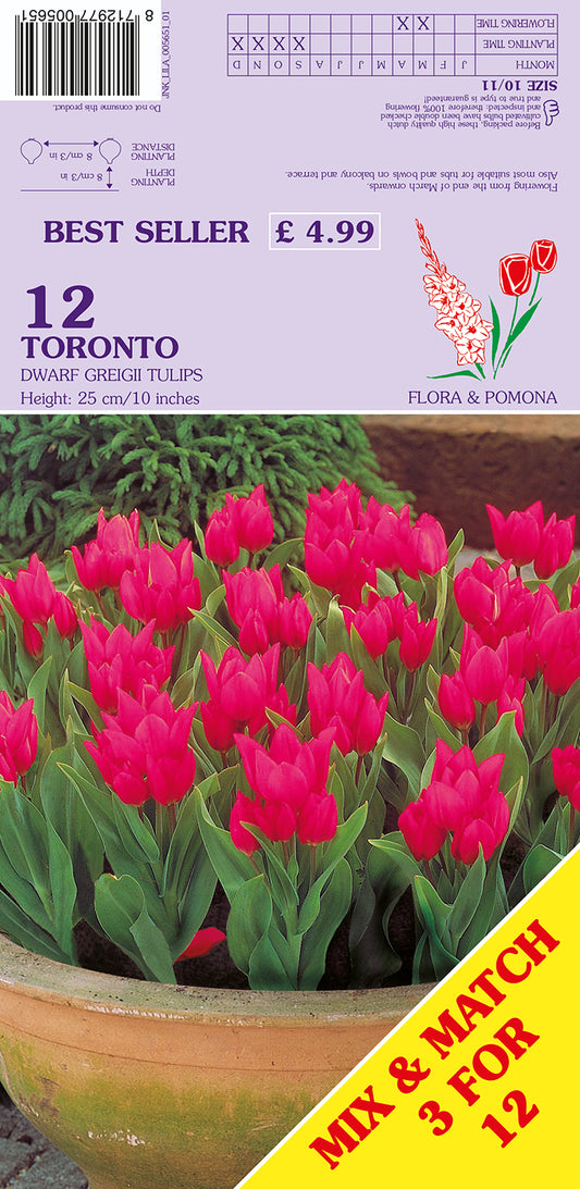 Toronto Dwarf Greigii Tulips 12 Pack Bulbs