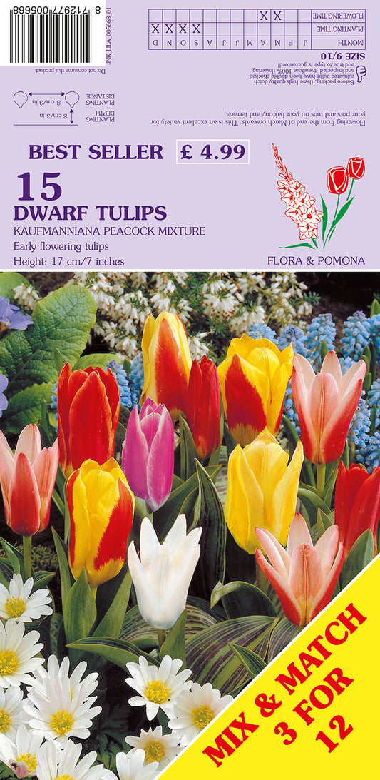Dwarf Tulips Kaufmanniana Peacock Mixture 15 Pack Bulbs