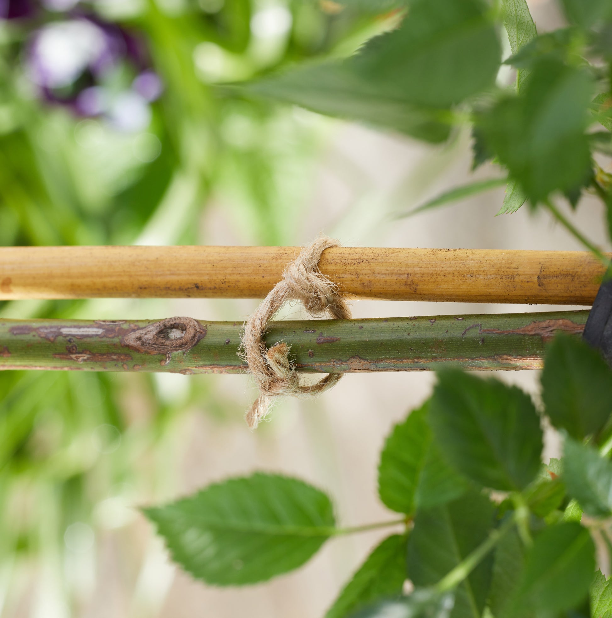 Close-up of a plant stem with a bamboo stake and string tied around it, with a blurred green background.