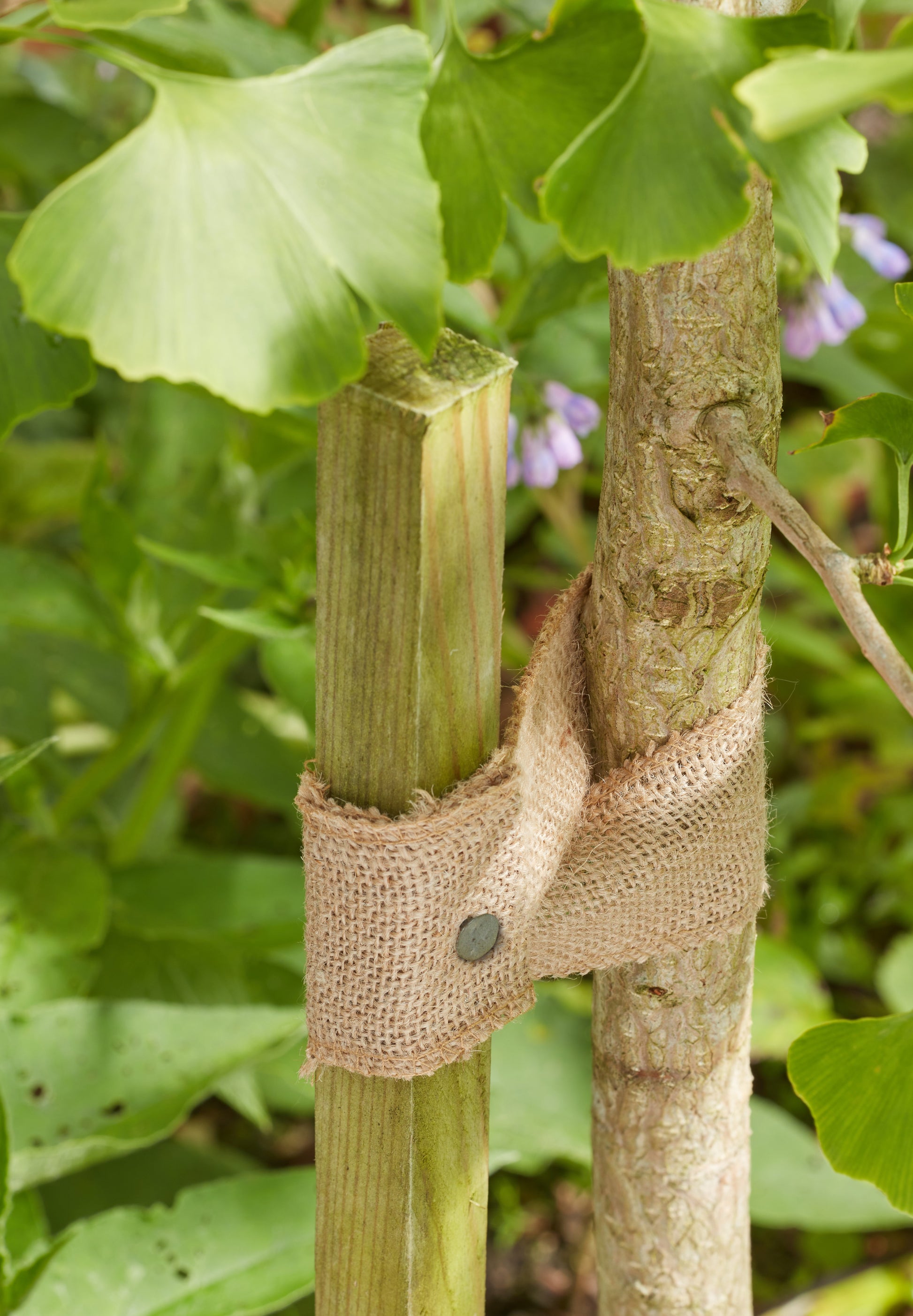 Two wooden stakes tied together with burlap against a green leafy background