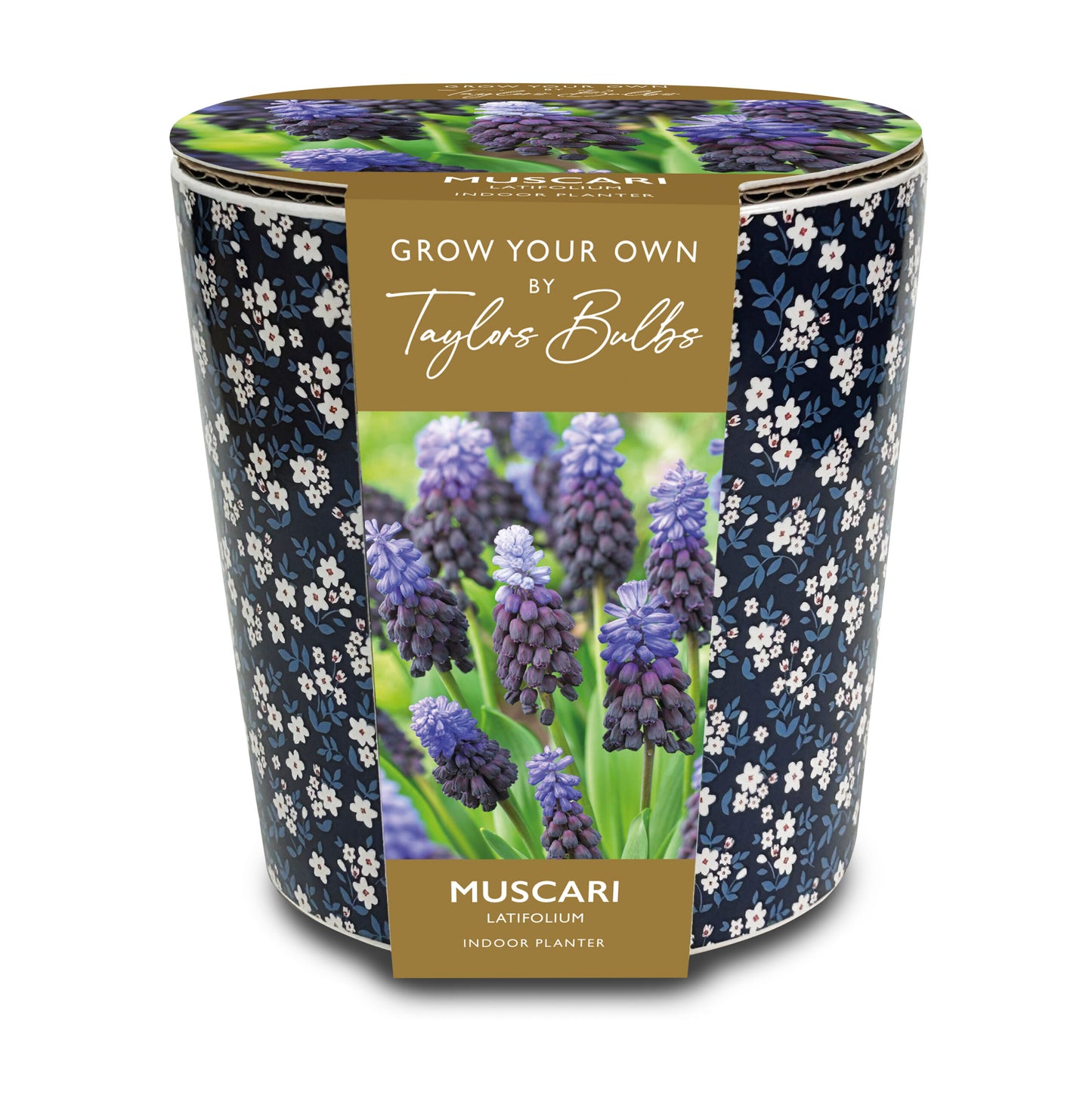 Taylors Bulbs Grow Your Own Muscari Latifolium Indoor Planter
