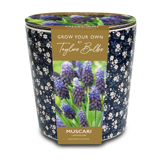 Taylors Bulbs Grow Your Own Muscari Latifolium Indoor Planter