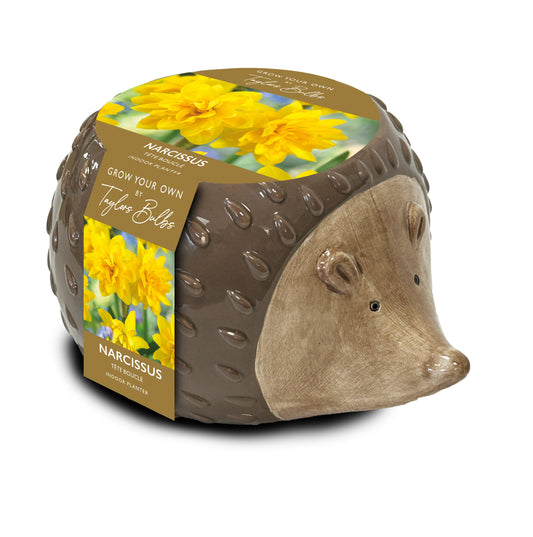 A ceramic hedgehog planter holding a potting mix bag labeled 'Narcissus Grow Your Own Taylor's Bells'. The planter features a brown textured body with a beige face and small black eyes, shown on a white background.
