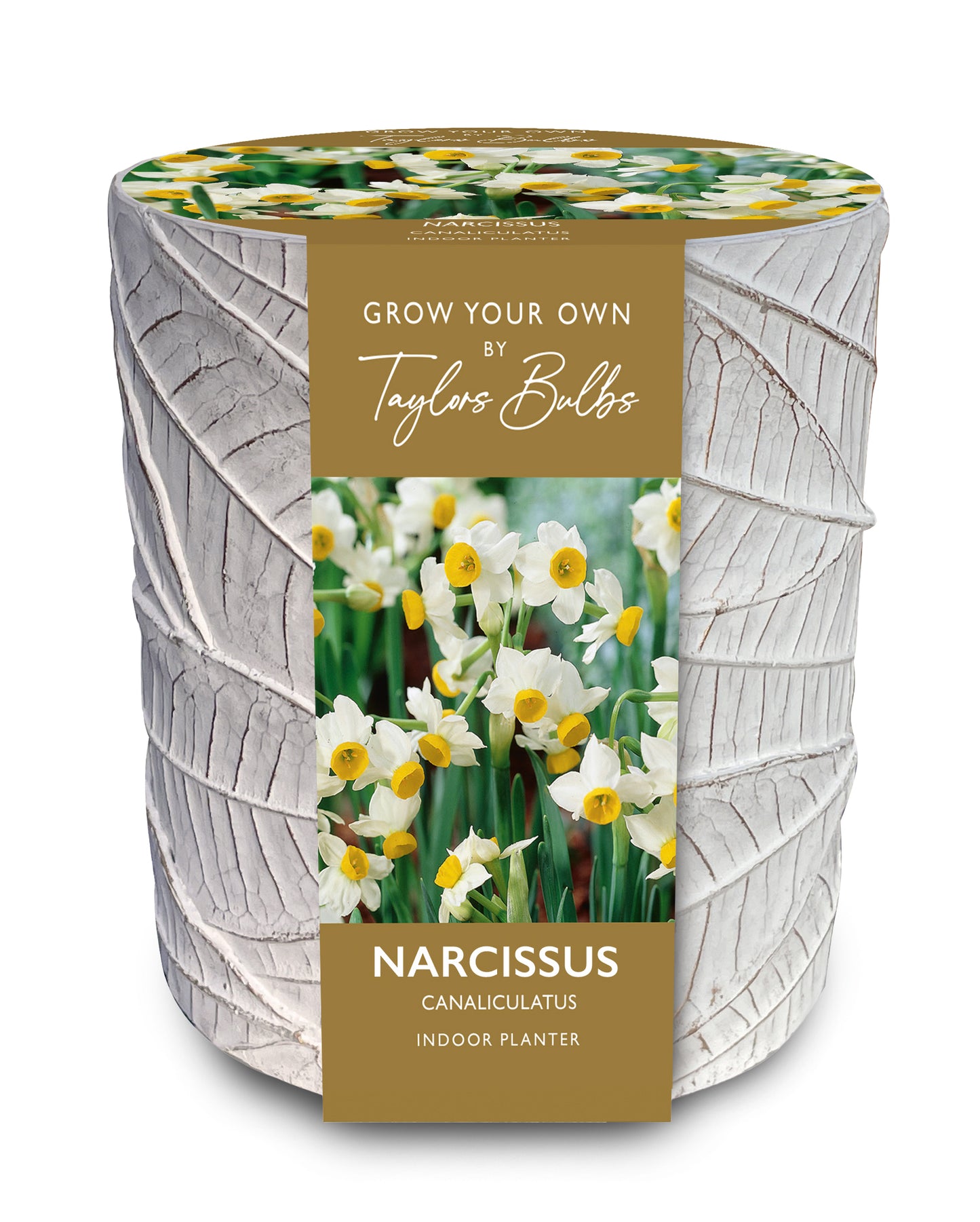 A cylindrical indoor planter package for Narcissus bulbs by Taylor's Bulbs, wrapped in a textured light gray paper sleeve with a central label showing white daffodils and gold text.