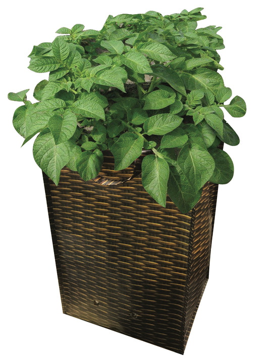 Green potted plant in a wicker basket on a white background